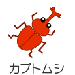 カブトムシ